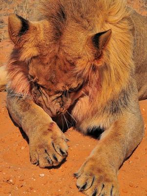 Shy? We killed 3 eland!