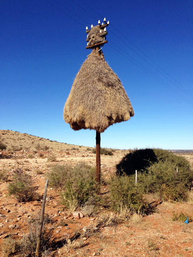 Weavers Nest on road side Weavers Nest on road side