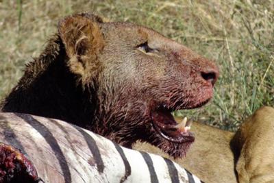 Taking a breather,eating so much takes time.