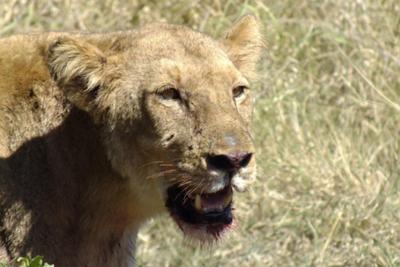 Great meal,thanks guys now for some shade.