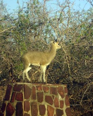 Klipspringer