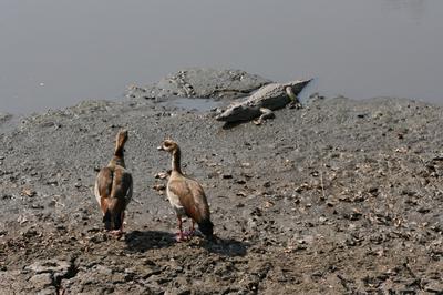 Egyptian geese contemplating on what the object is.