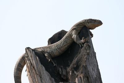 Monitor on its lookout.