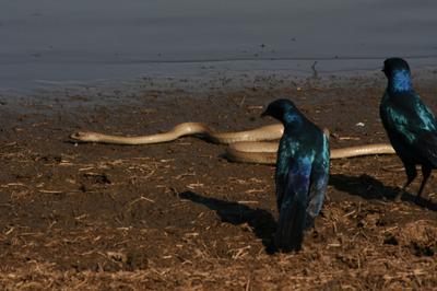 Starlings taking on a snake on its way to the water.