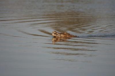 Eyes on the snake missed out on the crock taking a fish in the water.