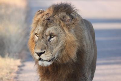 Male lion, early morning