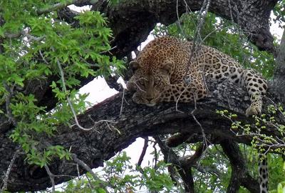 Leopard at Mopani