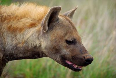 Hyena