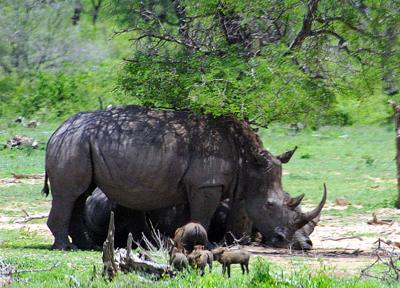 Rhinos and warthogs