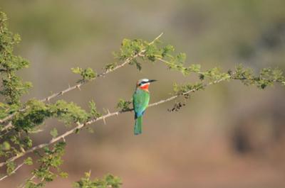 Bee-eater
