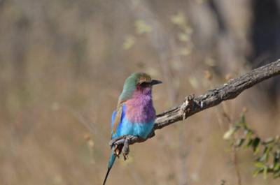 Lilac-breasted roller