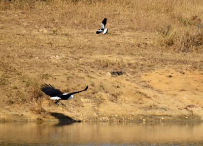 Fish eagle chasing plover