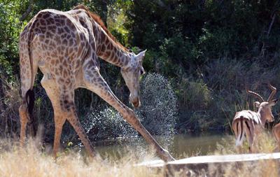 Giraffe spray