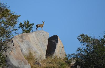 Klipspringer