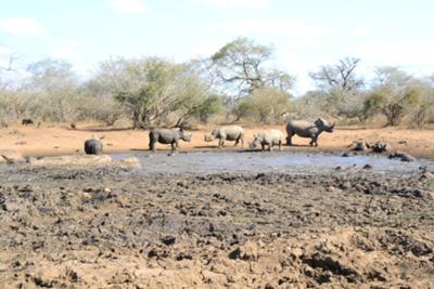 White rhions at waterhole