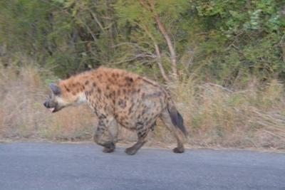 Spotted Hyena