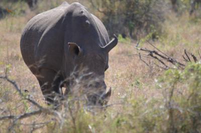 White Rhino grazing