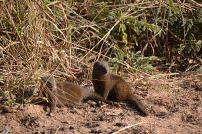 Mongoose