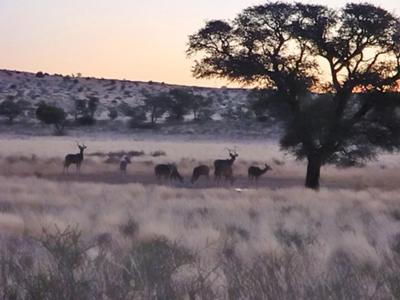 Herd of Kudu at Grootkolk