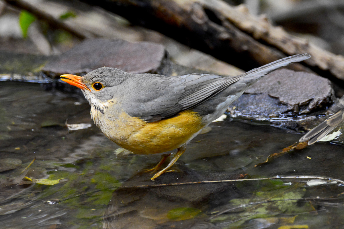 kurrichane thrush at the Punda bird bath