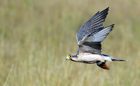 Lanner falcon with Namaqua dove kill Lanner falcon with Namaqua dove kill
