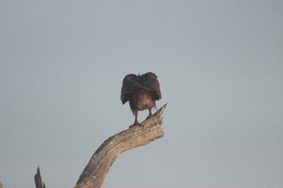 Getting ready to take flight.