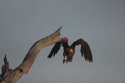 Letting go and away.