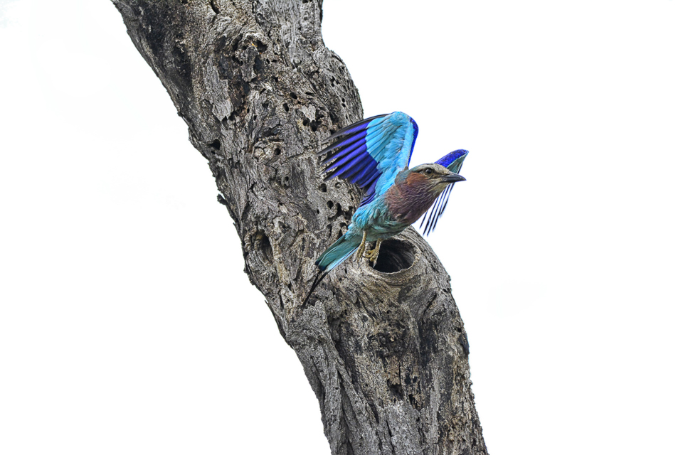 lilac breasted roller leaving its nest near letaba river