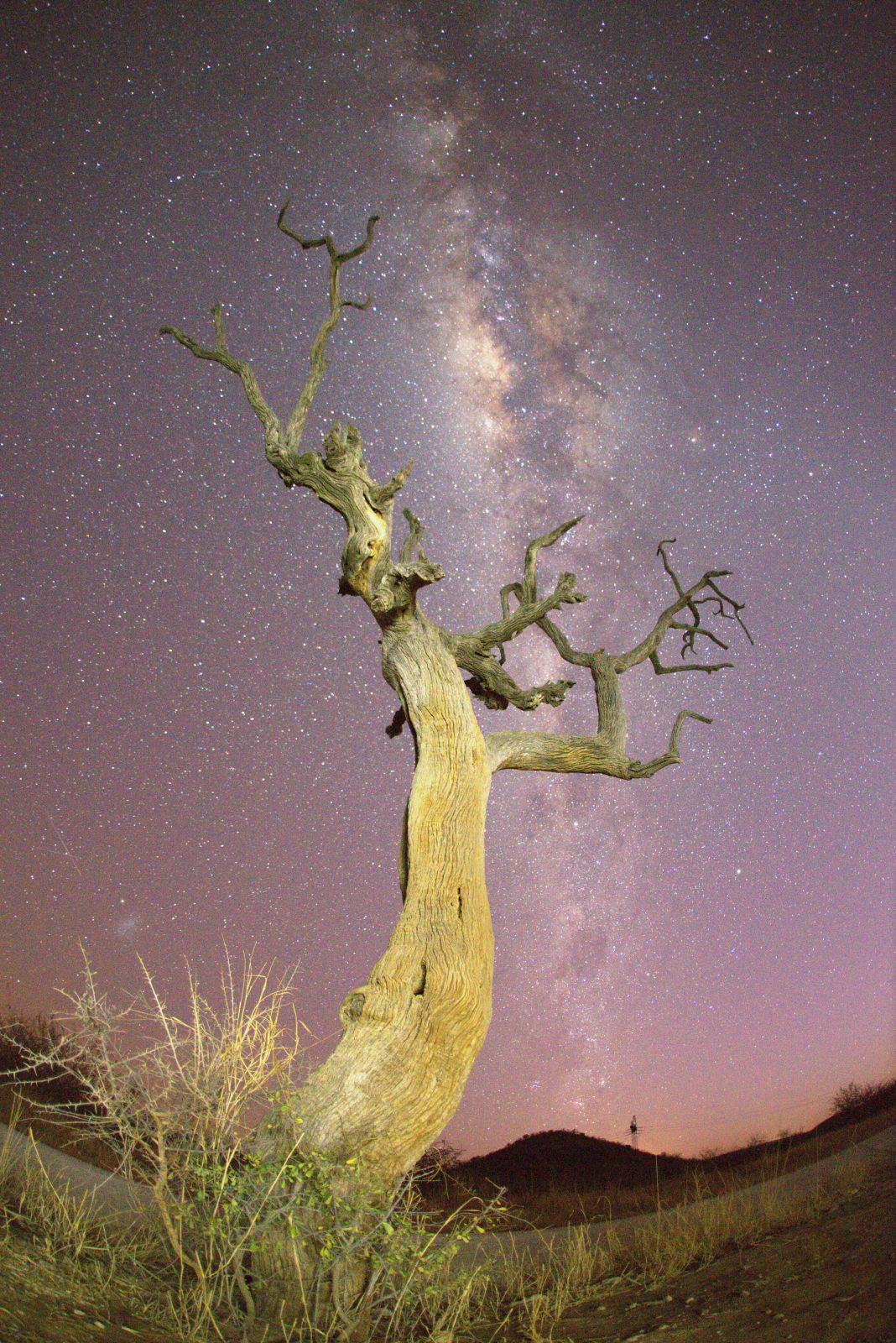 Leadwood tree and Milkyway image taken on game drive with Motswiri Private Safari Lodge