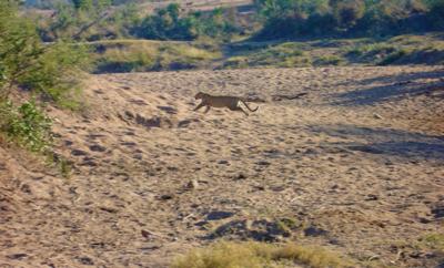 Running Leopard