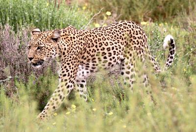 Leopard 3