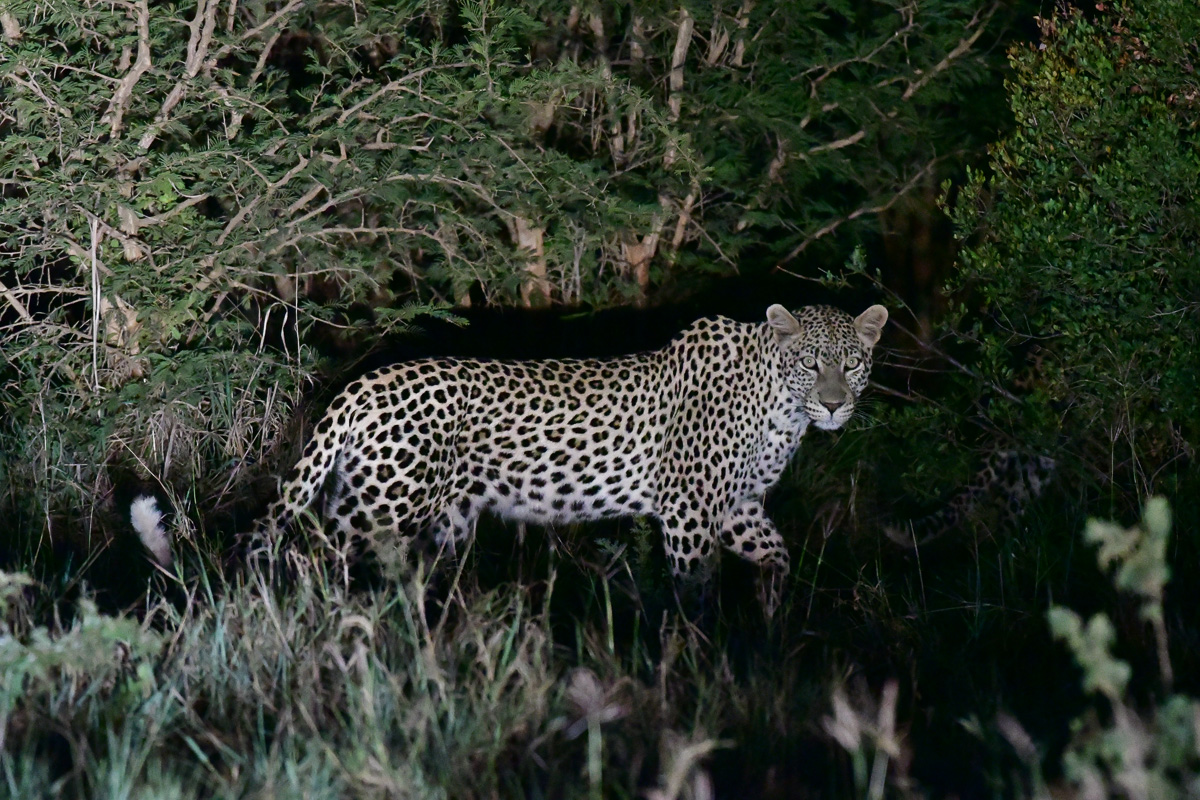 Tswene female Leopard