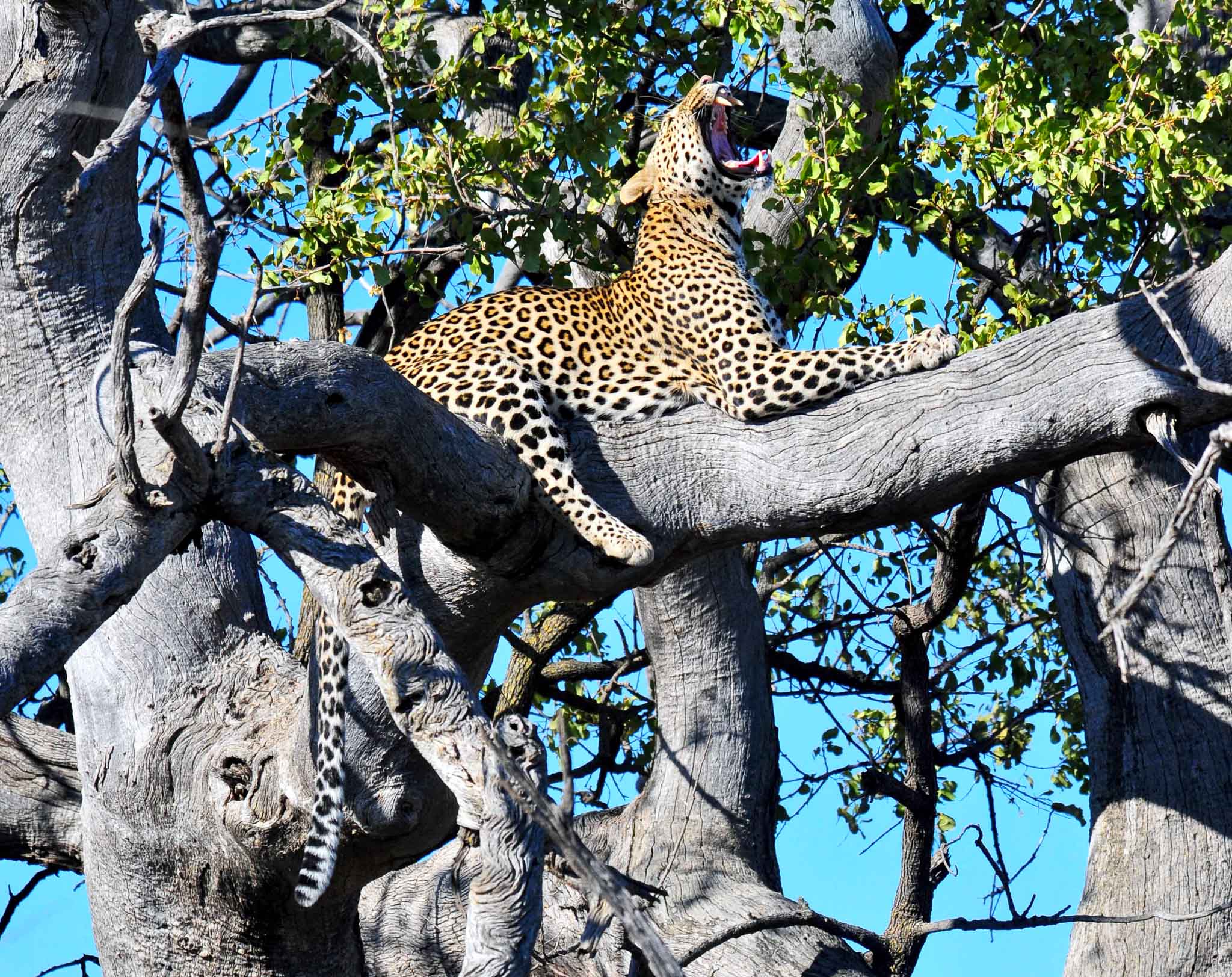 leopard in leadwood tree - Mosetlha