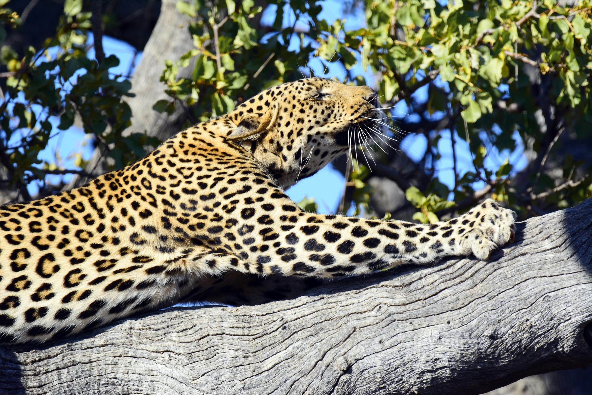 leopard in leadwood tree - Mosetlha 2