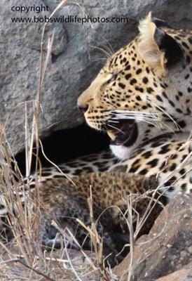 Leopard with cub 1