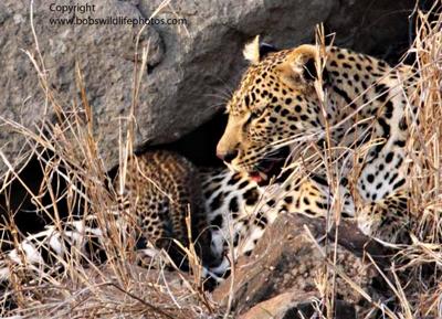 Leopaard with cub 3