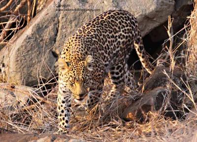 Mom goes off to hunt