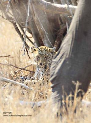 What's that - a moving tree trunk?