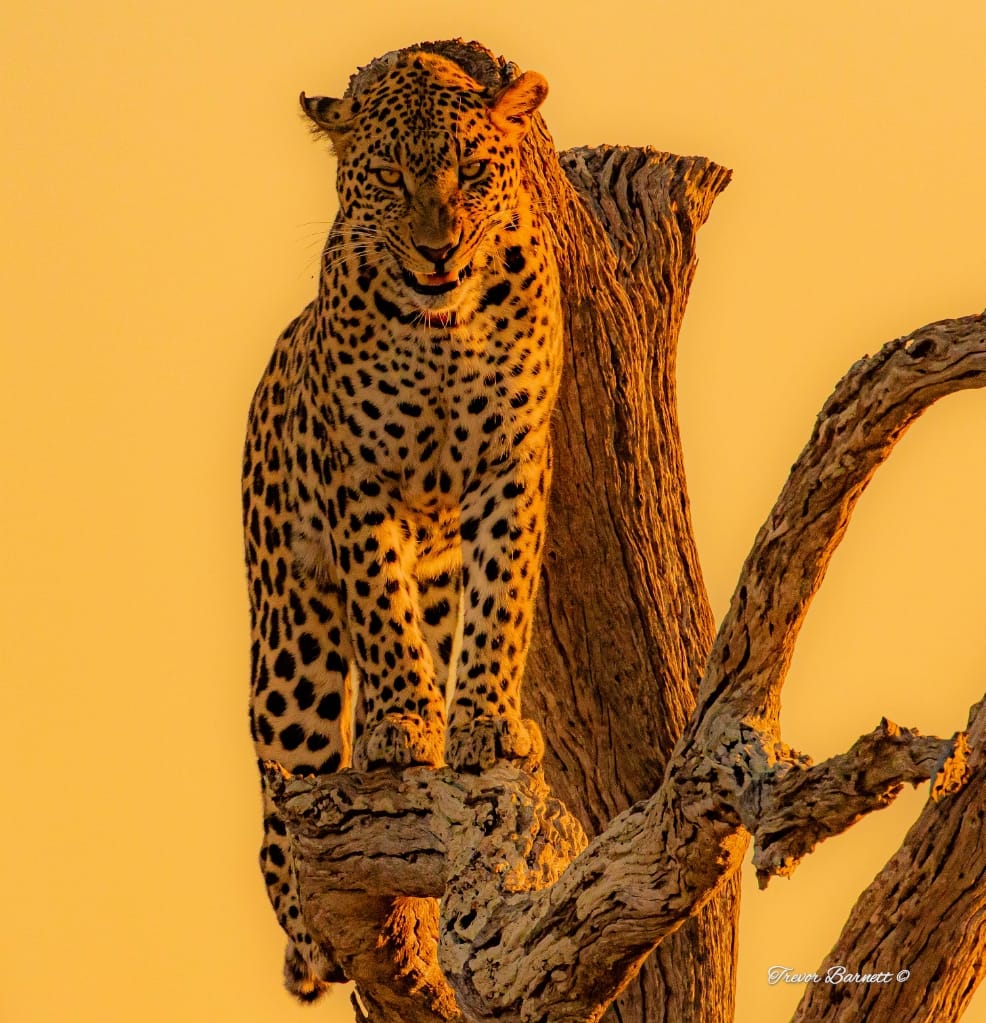 leopard at sunrise