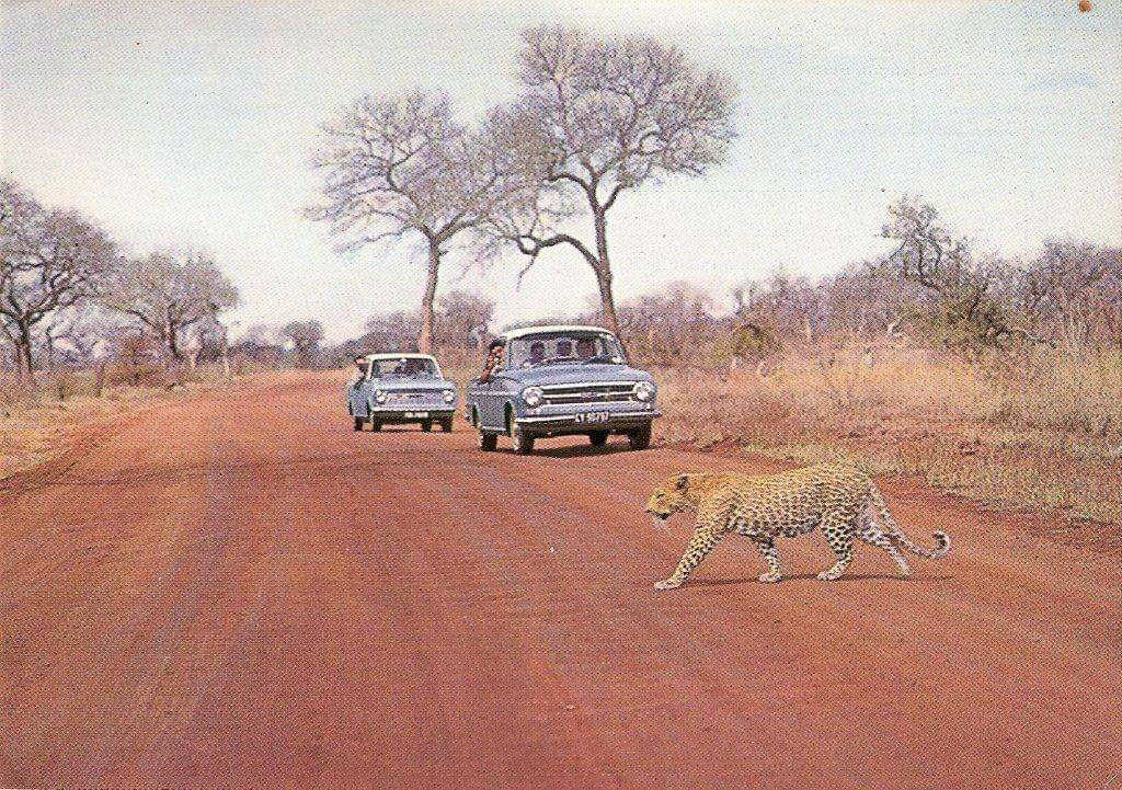 leopard crossing road 1950s leopard crossing road 1950s