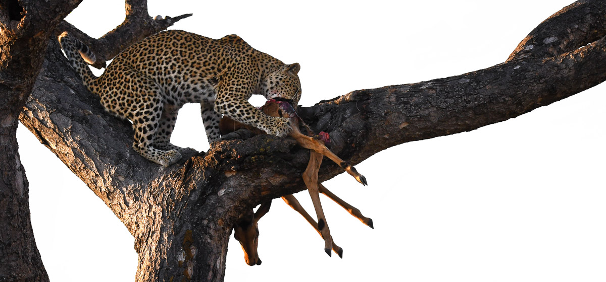 High key leopard image taken in Manyeleti game reserve