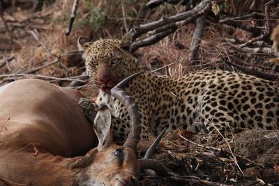 Leopard kill