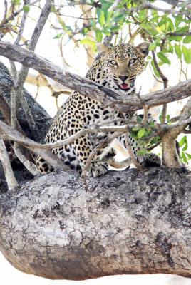 leopard in tree 2