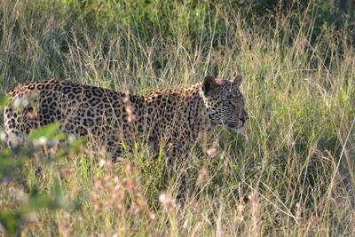 Leopard at 'red rocks' Pilanesberg