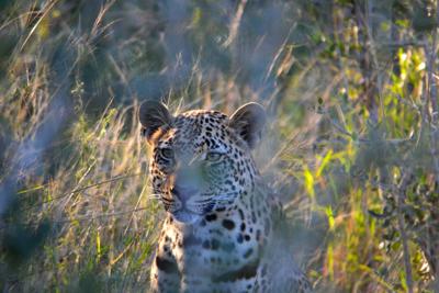 Leopard on leopard rock