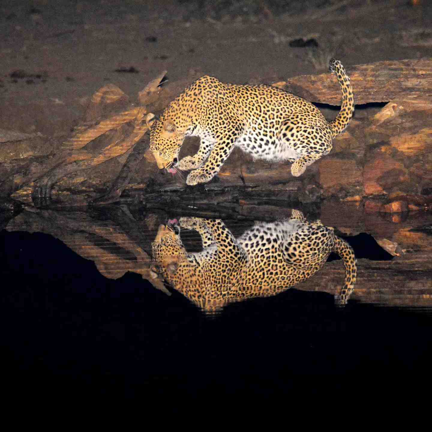 leopard at punda maria waterhole