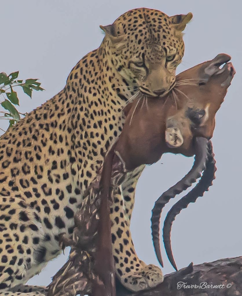 leopard with impala head
