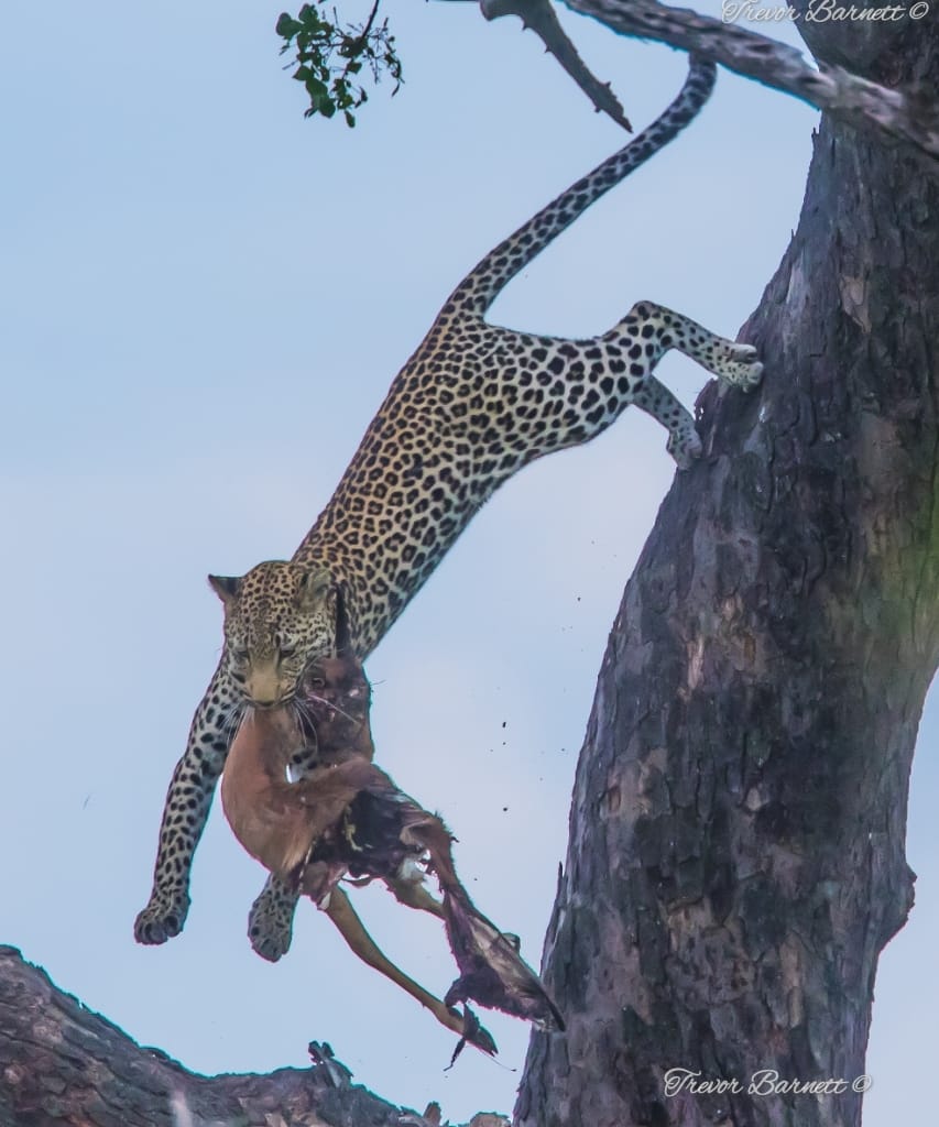leopard with impala kill