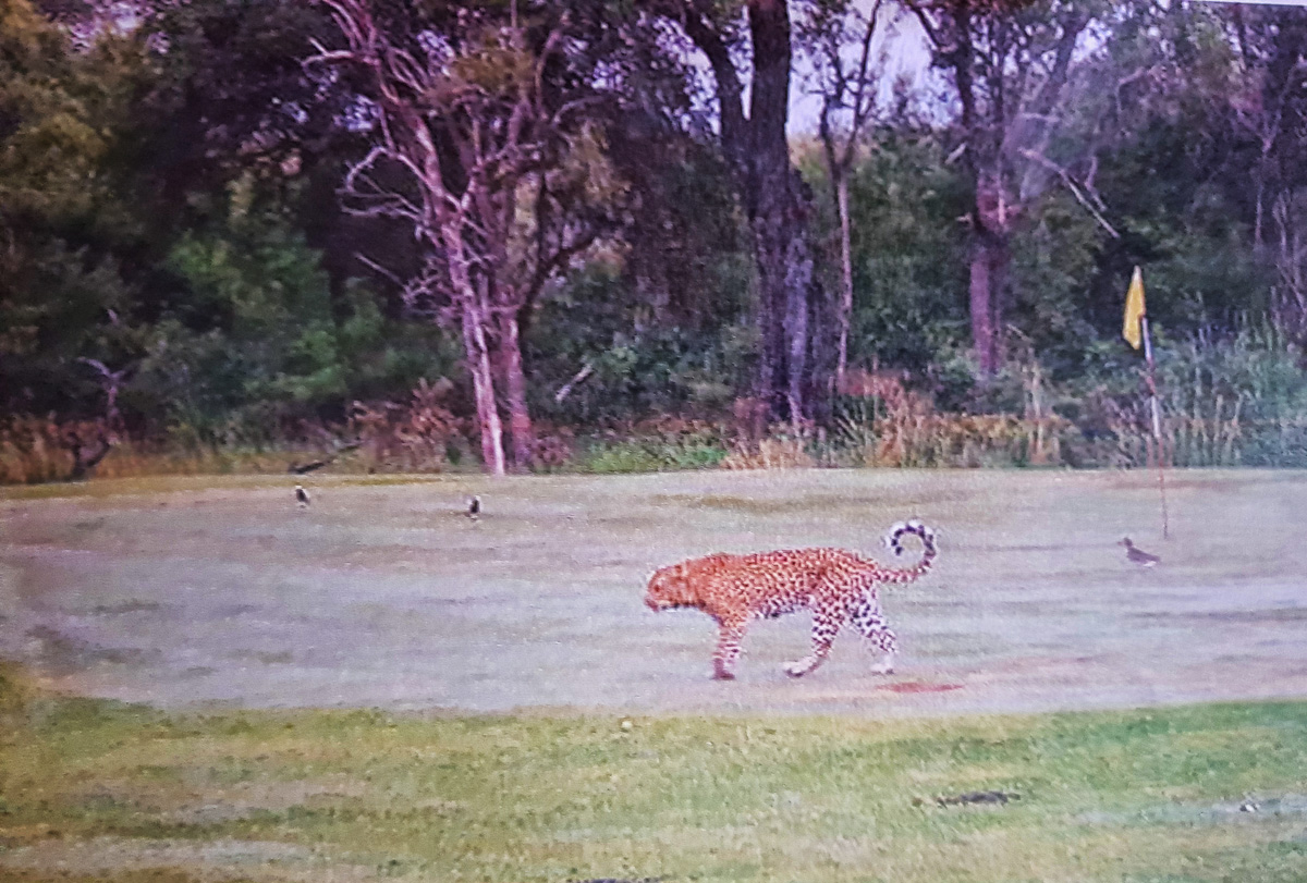leopard on skukuza golf course