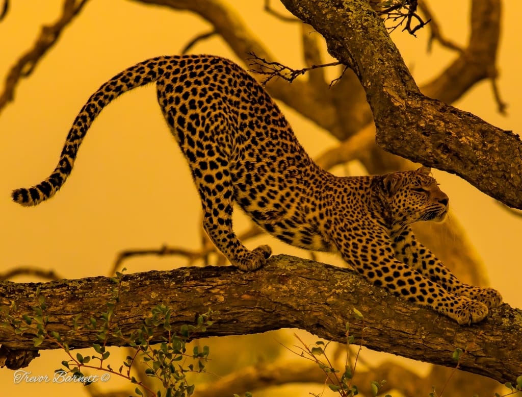 leopard at sunset near Orpen